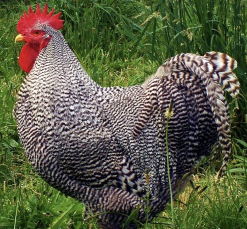 Screen Shot 2025-02-04 at 11_24_09 am